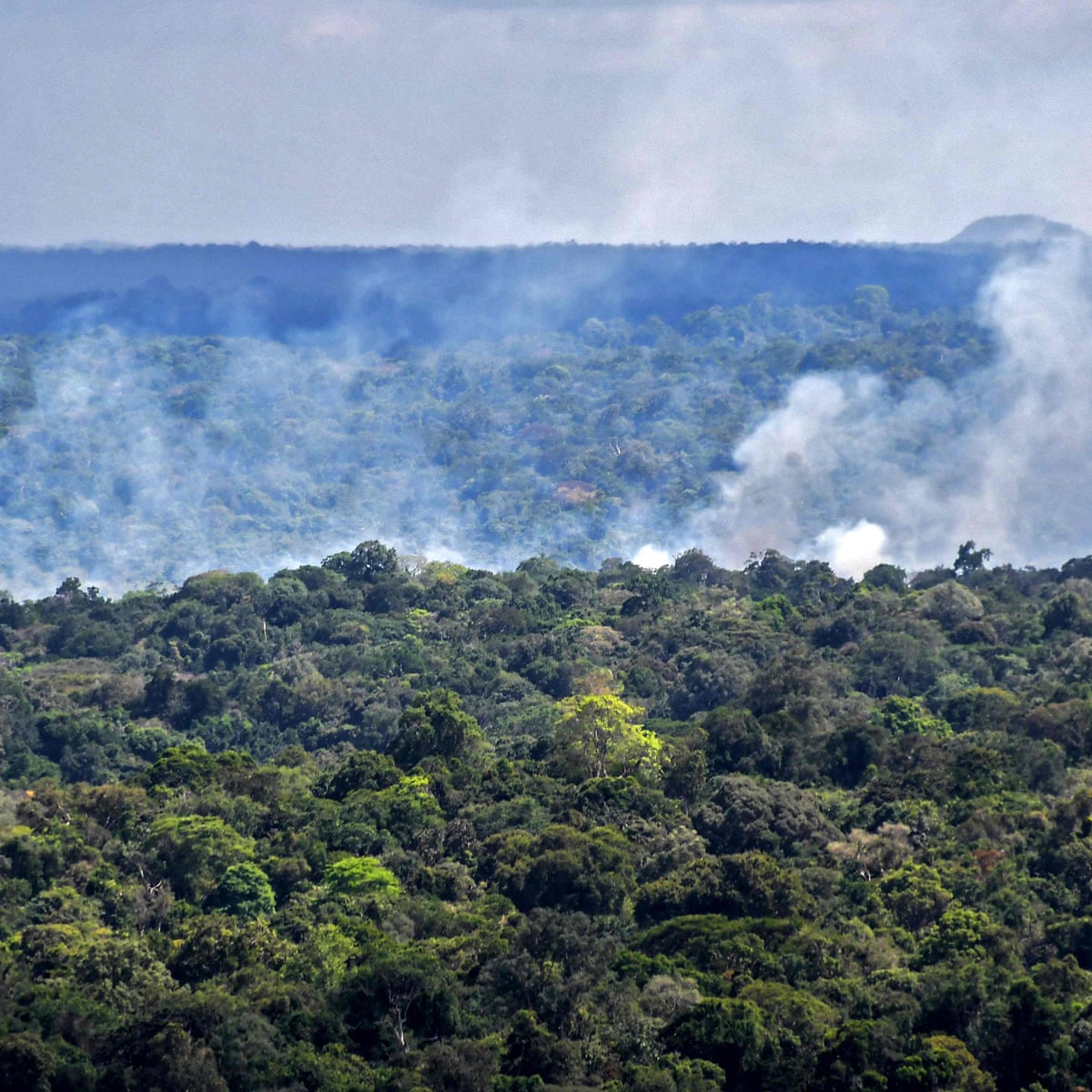 Destruction Of World S Forests Increased Sharply In Trees And Forests The Guardian