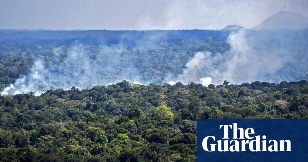 Destruction of world's forests increased sharply in 2020