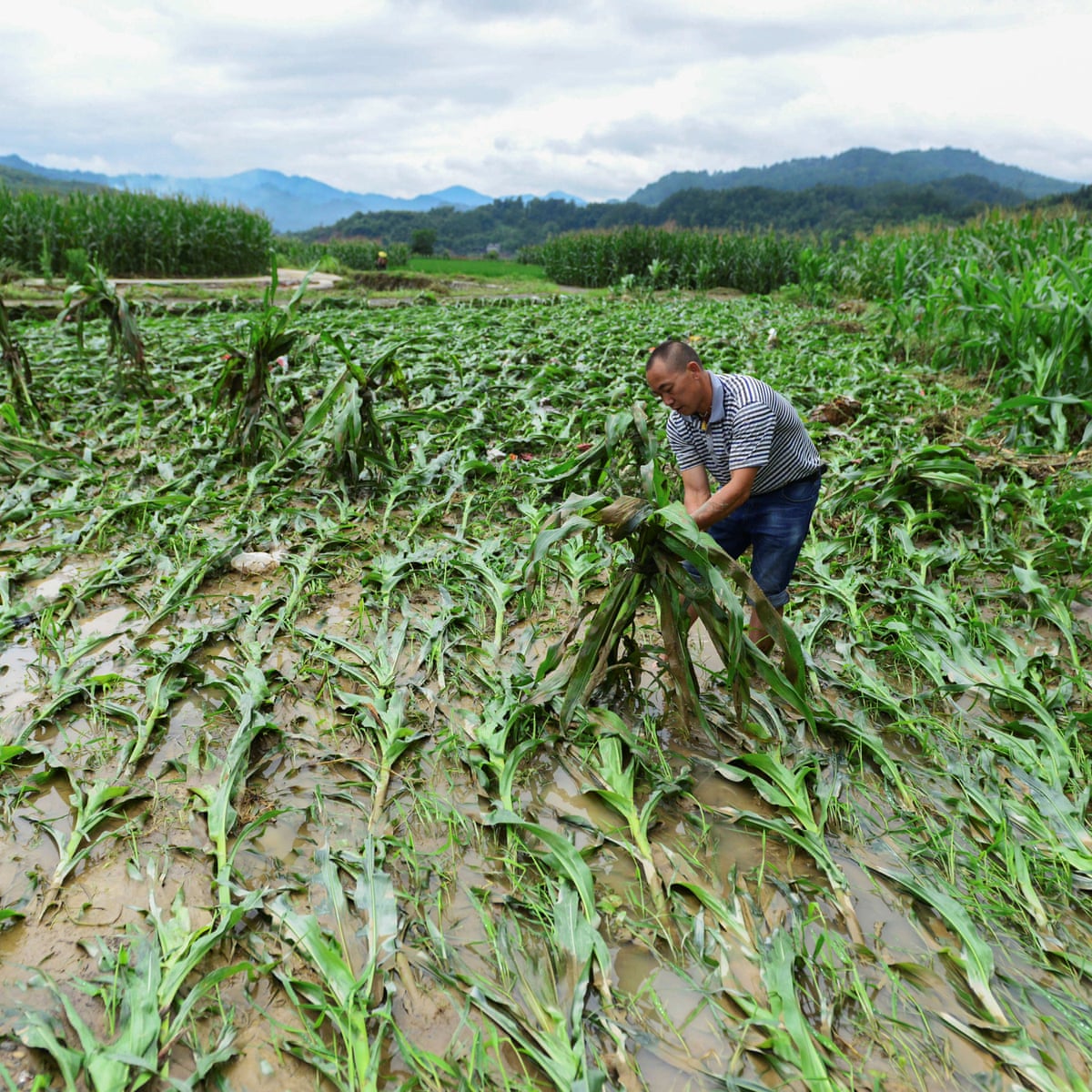 "PAIN of A FARMER": Crop damage due to season and others in 2020. 1 3500