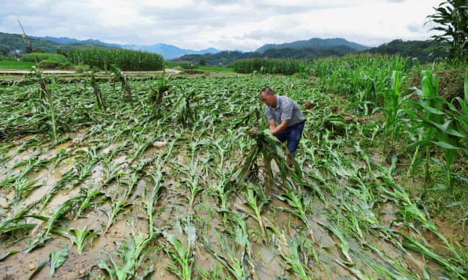 A villager lifts up fallen corn plants after a flood at a farm in Jianhe county, Guizhou province, China in July 2017.