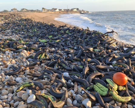 Scores of bananas, some yellow, most black, strewn across a beach
