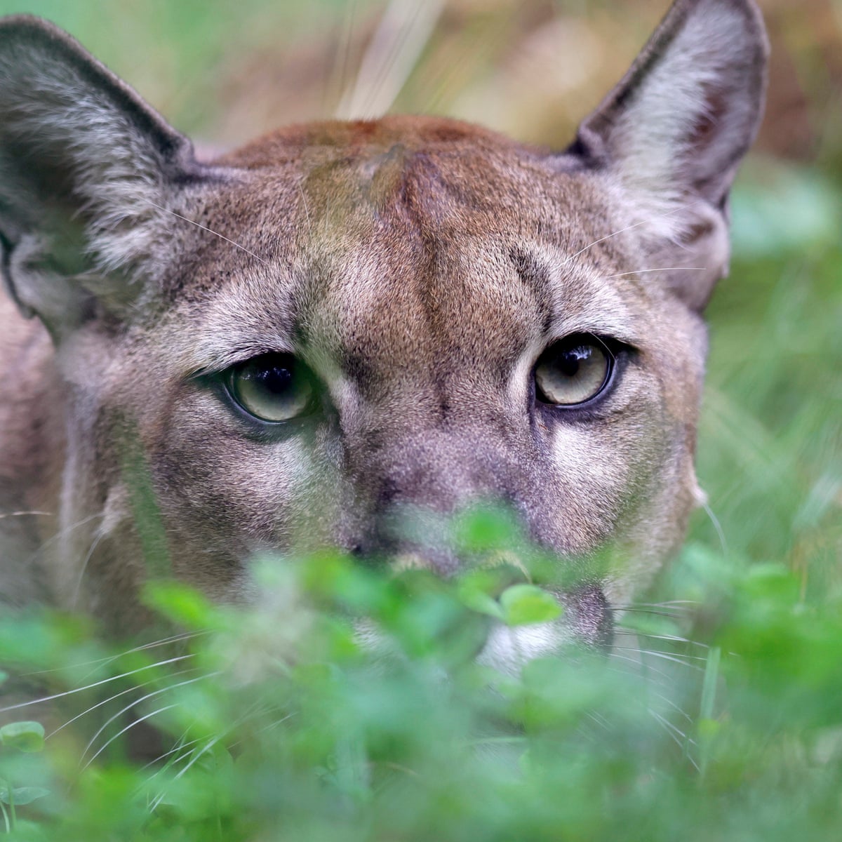 New Record Mountain Lion new-record-mountain-lion