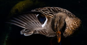 Um pato torce o pescoço enquanto se limpa ao sol em um lago em Berlim