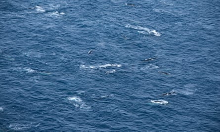 Vast group of southern fin whales filmed feeding in Antarctica