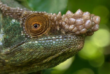 The head of a chameleon with a lumpy nose
