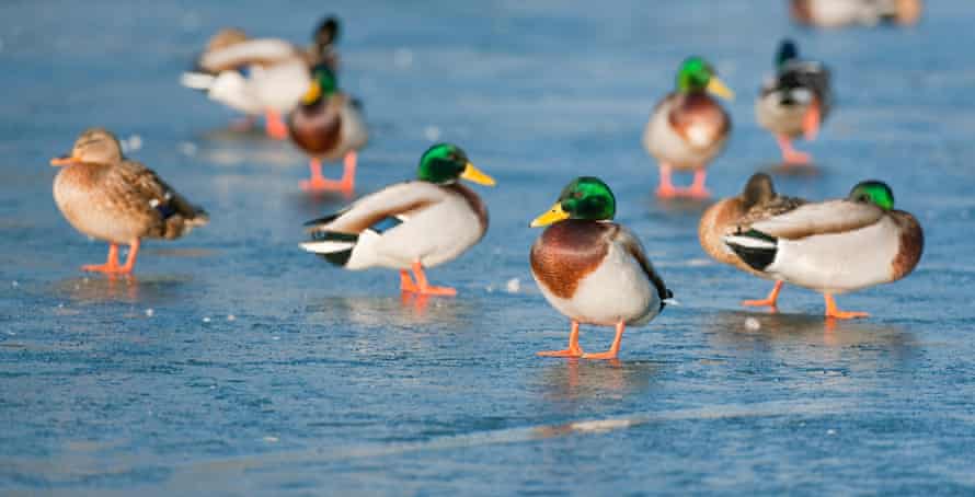 Mallards has a panoramic view of the world