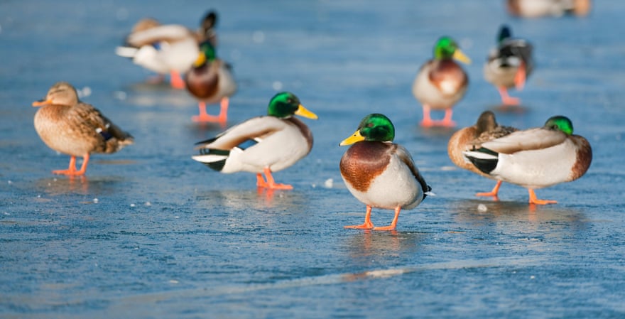 Mallards have a panoramic view of the world