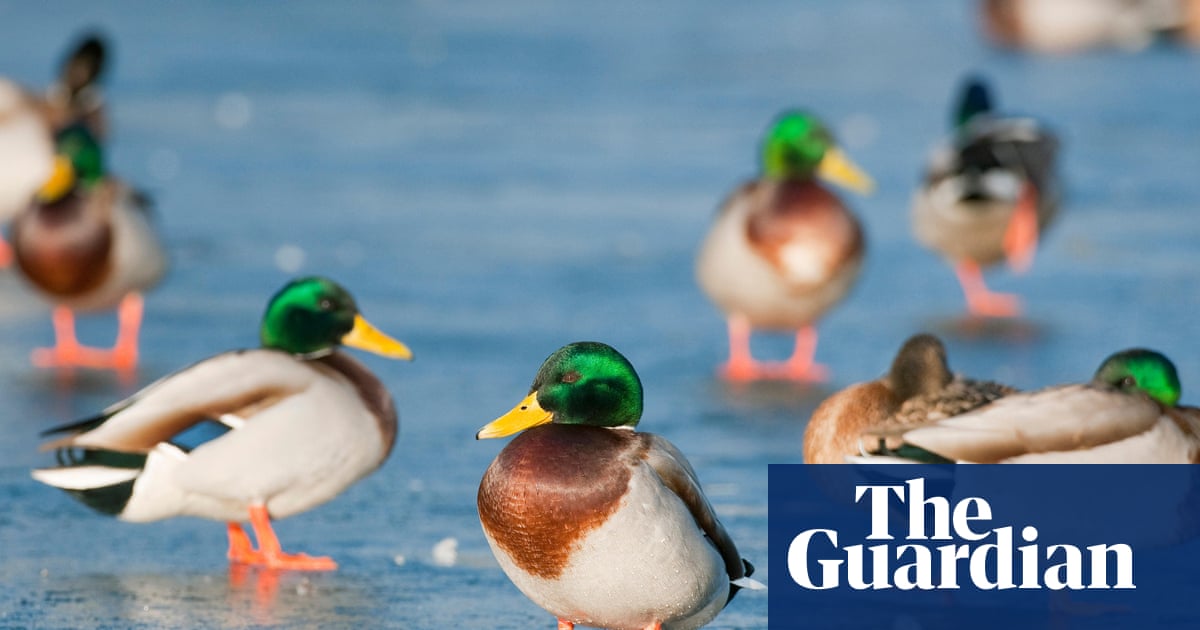 Bird flu has been evolving and migrating for 30 years. It is a far more deadly virus that has now arrived in Australia