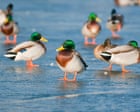 Bird flu has been evolving and migrating for 30 years. It is a far more deadly virus that has now arrived in Australia