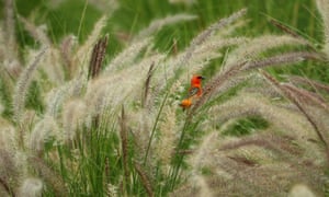https://www.theguardian.com/environment/gallery/2018/nov/30/week-in-wildlife-in-pictures