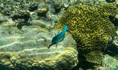 Du corail est vu à Moore Reef au ponton Reef Magic, à 50 km au large de Cairns, sur la Grande Barrière de Corail, mercredi 3 janvier 2024. (Crédit : AAP Image/Darren England) PAS D’ARCHIVAGE