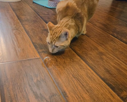 A cat playing with Kitty Love Bubbles