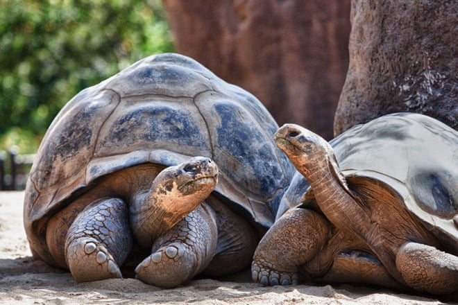 Consciously uncoupling: what drives rates of animal divorce? Two Galapagos Tortoises.Photograph: Paula Cobleigh/Getty Images/iStockphoto