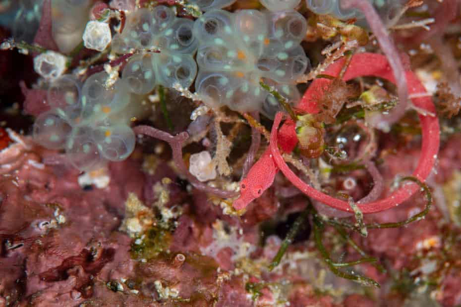 Pipefish di Lynne, Festucalex rufus