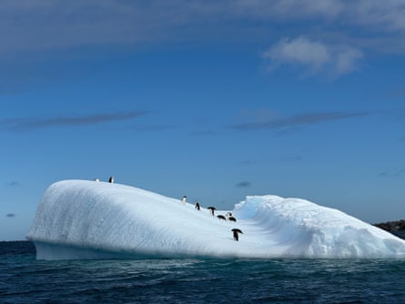 Adelie penguins on an iceberg near Anvers Island.
