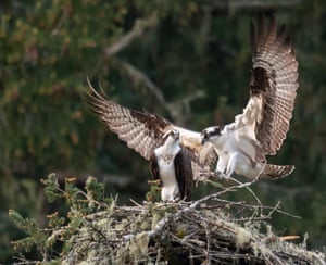 Osprey lands on branch