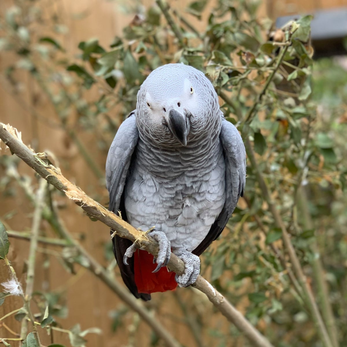 Swearing Parrots Separated After Telling Folk Where To Go Birds The Guardian Swearing Parrots Separated After Telling Folk Where To Go Birds The Guardian