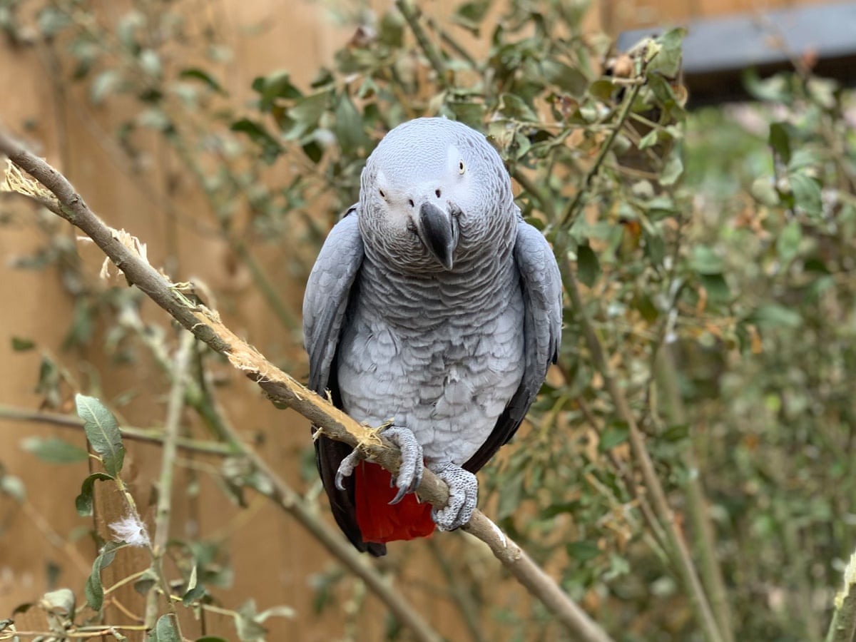 Swearing Parrots Separated After Telling Folk Where To Go Birds The Guardian Swearing Parrots Separated After Telling Folk Where To Go Birds The Guardian