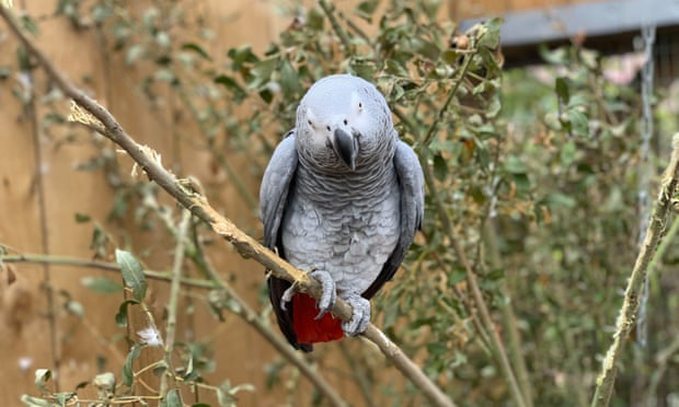 One of the foul-mouthed five African grey parrots at the Lincolnshire zoo.