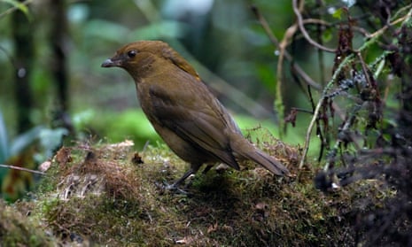 A MacGregor's bowerbird