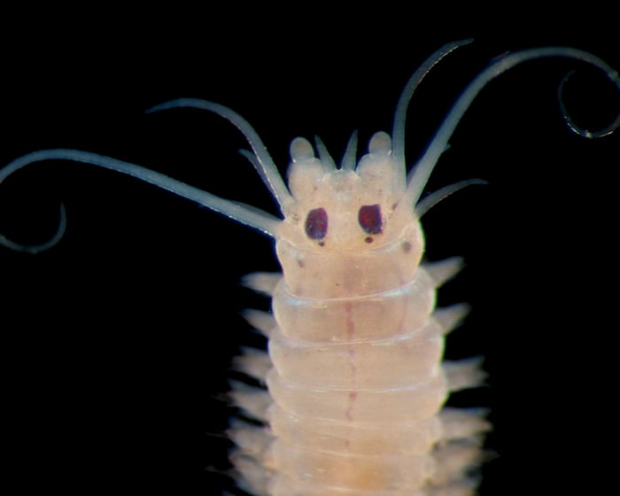 How Deep Is Your Love review – under the sea at Earth’s last frontier with the Psychedelic Elvis Worm