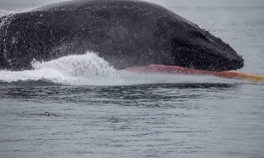 Humpback whale lands on kayak of Tom Mustill and Charlotte Kinloch