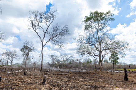 Deforestation caused by the charcoal trade, on the edge of Ruhoi forest in Tanzania