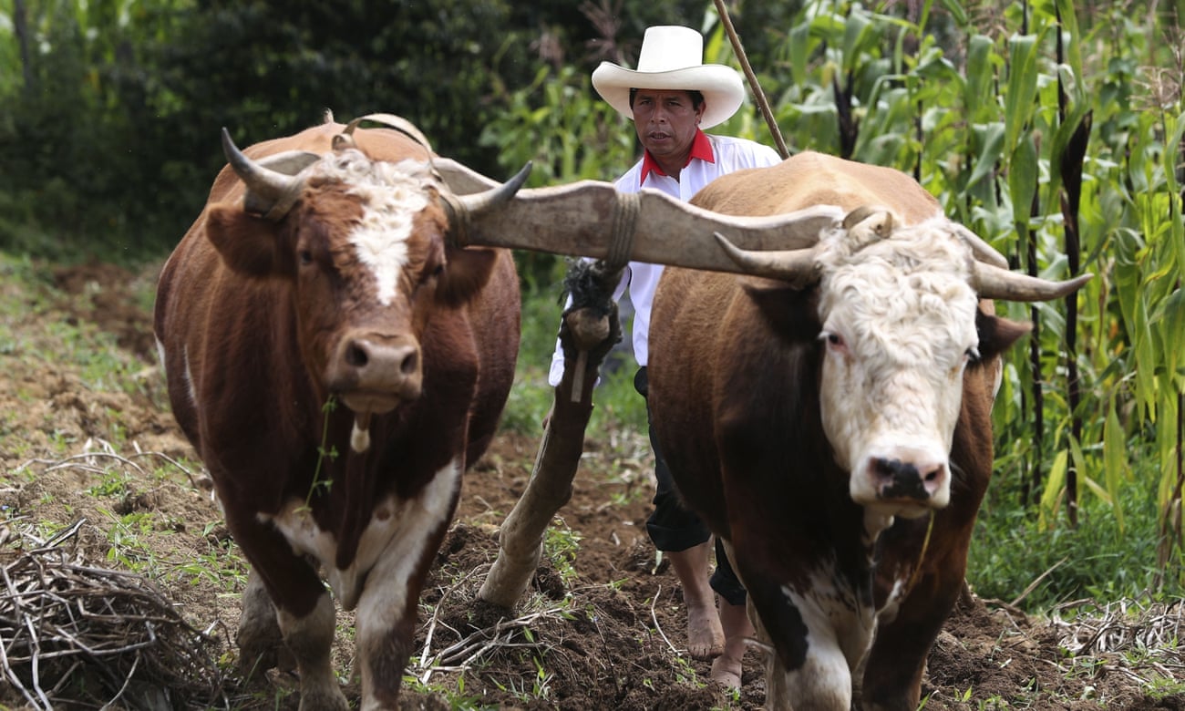 The Free Peru party presidential candidate, Pedro Castillo, guides the plough on his property in Chugur, Peru.