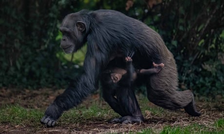 Chimpanzee born at Chester zoo offers ‘real hope’ for world’s rarest subspecies