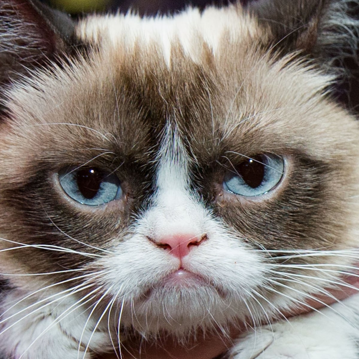 Grumpy Cat Dies Aged Seven Some Days Are Grumpier Than Others Internet The Guardian Grumpy Cat Dies Aged Seven Some Days Are Grumpier Than Others Internet The Guardian