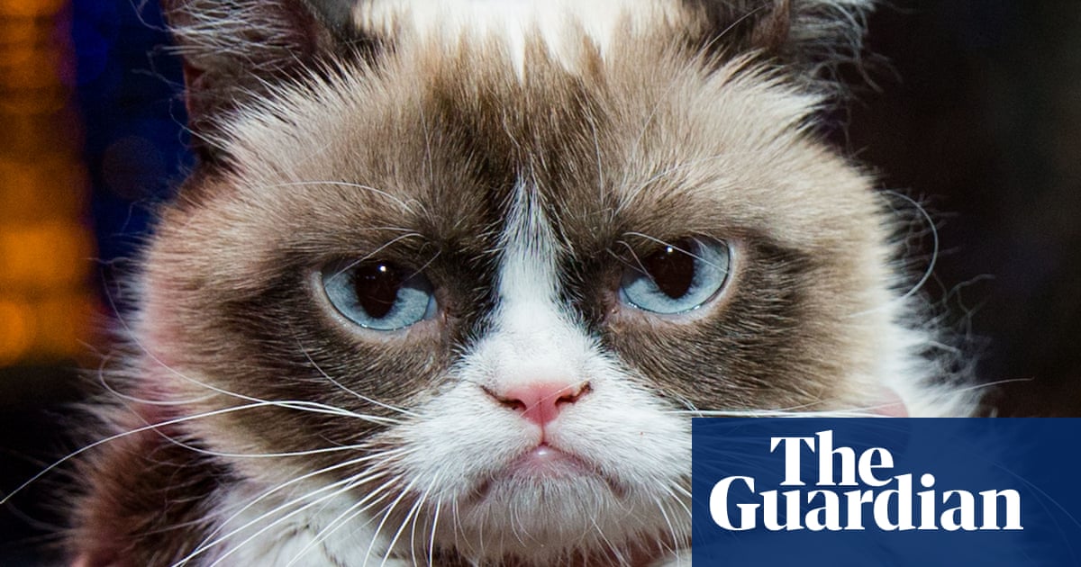 Grumpy Cat dies aged seven: 'Some days are grumpier than others'