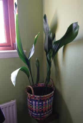 Aspidistra