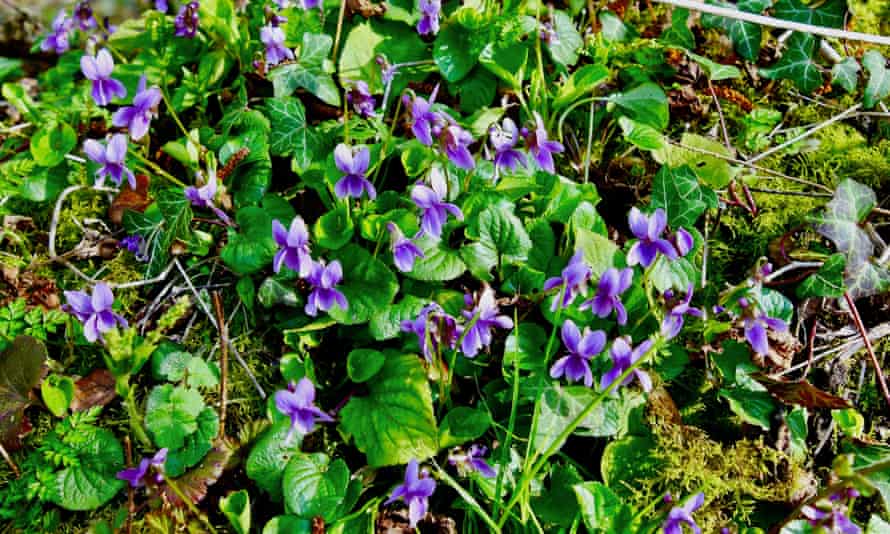 Common dog violet