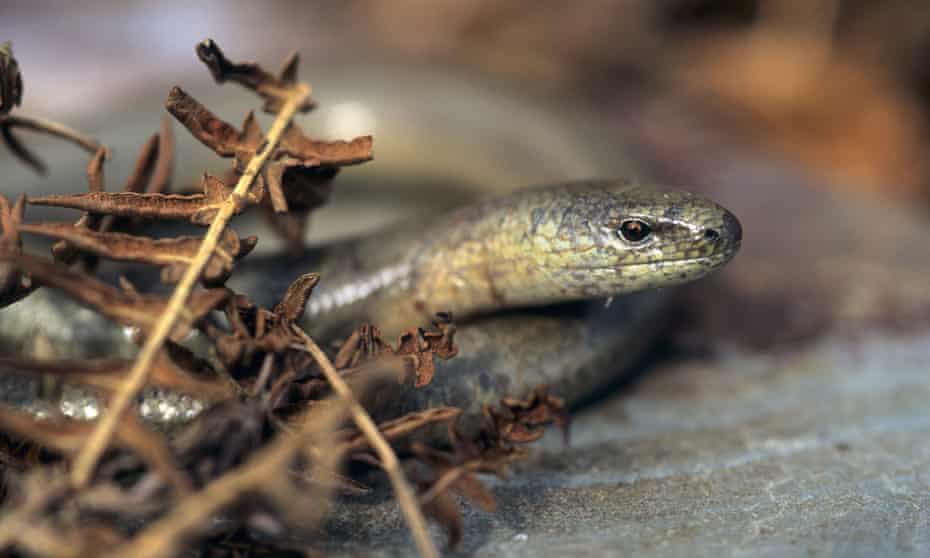 A slow worm emerges.