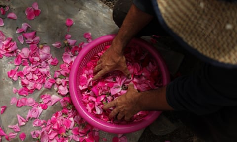 Salem al-Zarda scatters rose petals out of a basket