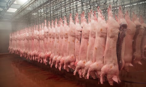 Pig carcases hanging in an abattoir