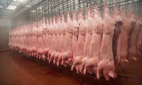 Pig carcases hang in an abattoir in Yorkshire