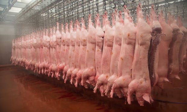 Pig carcases hang in an abattoir in Yorkshire