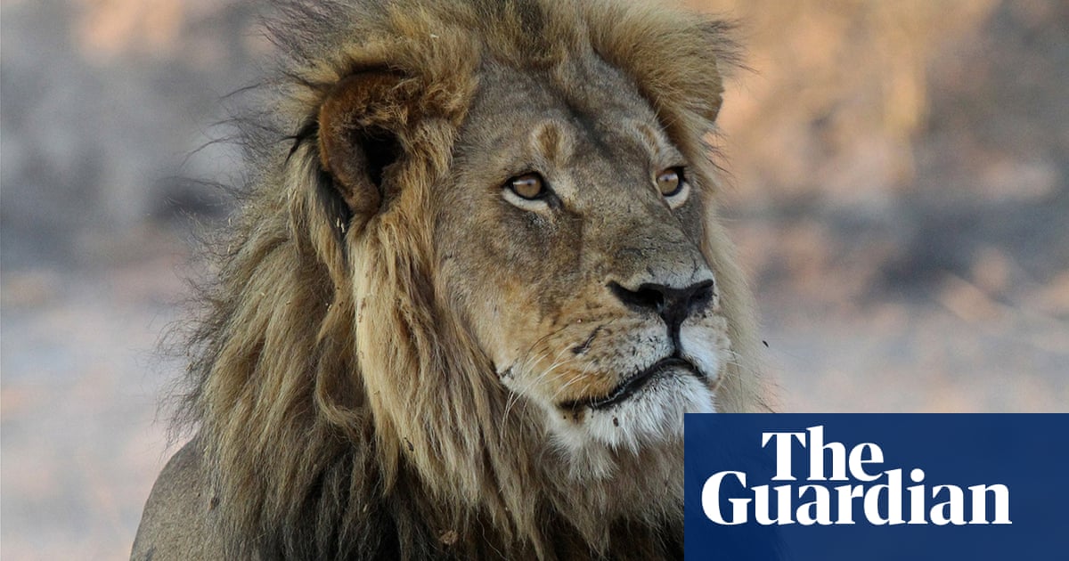 trophy hunting could help conserve lions says cecil the lion