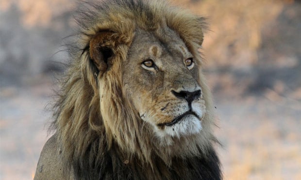 Cecil the lion in November 2013 in Hwange national park, Zimbabwe