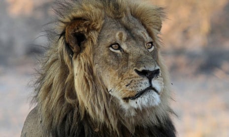 Cecil, a lion in Hwange National Park in Zimbabwe