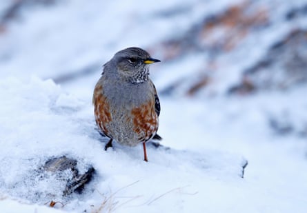 An alpine accentor in the snow of Switzerland