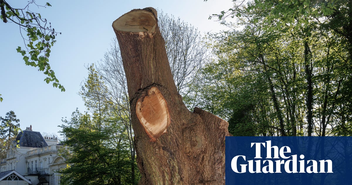 Toby Carvery owner urged to fund ‘life support’ for felled Enfield oak