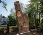 Albero di Quercia di 500 Anni Potrebbe Essere Salvato con Sprinkler dopo Taglio Non Autorizzato da Parte di Toby Carvery