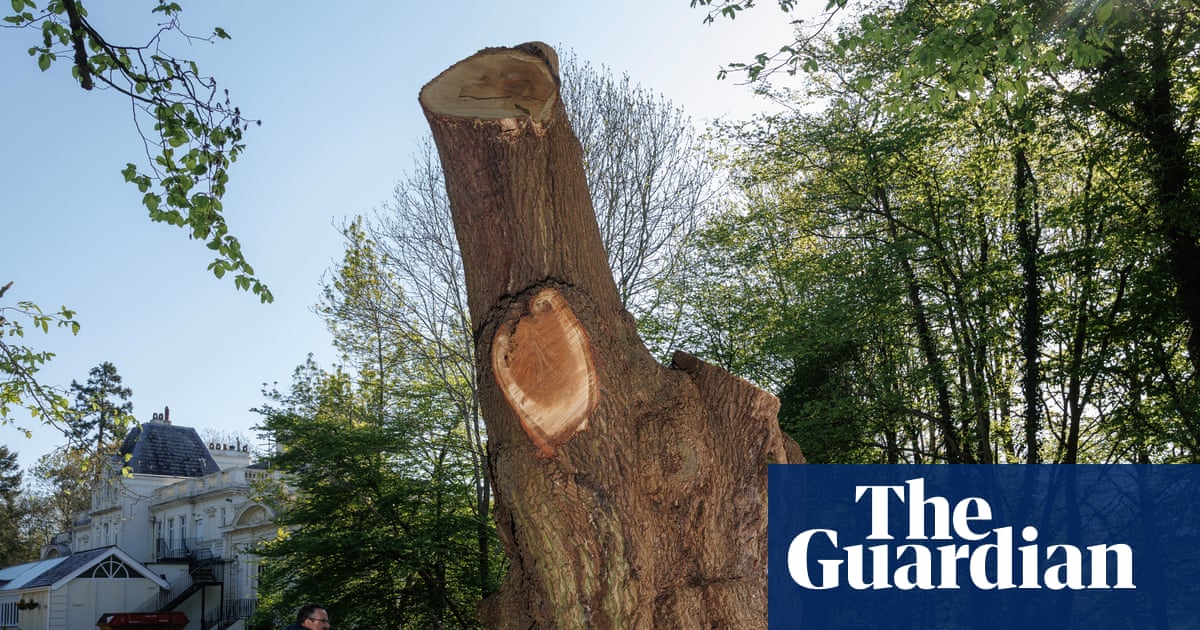 Toby Carvery to fund orchard replanting as settlement for felling ancient oak