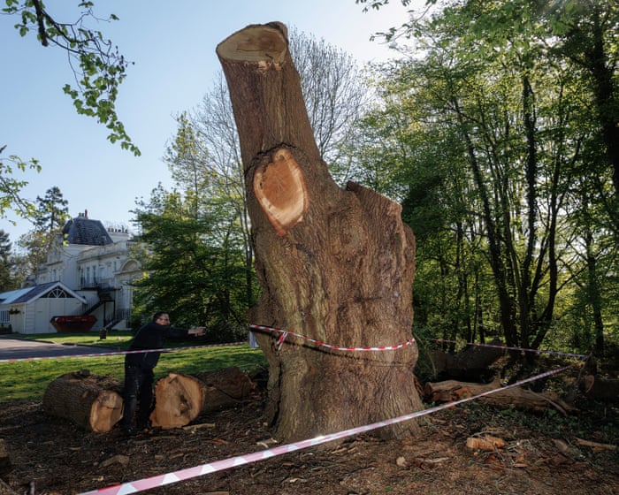 Toby Carvery to fund orchard replanting as settlement for felling ancient oak