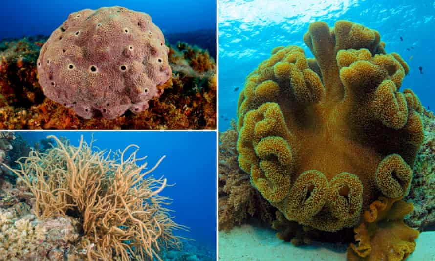 Clockwise: Examples of sponges, leather and tufted coral.