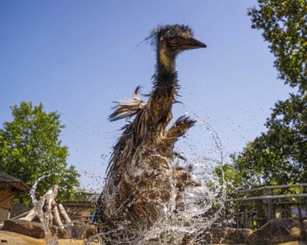 An emu splashes itself with water