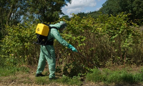 Spraying invasive Japanese knotweed in Suffolk, UK.