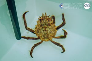 Um caranguejo-aranha mediterrâneo juvenil. Os investigadores conseguiram obter mais de 1.200 juvenis desta espécie protegida a nível europeu e garantir a sobrevivência de mais de 70% até à data.